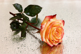 Картинка цветы розы композиции натюрморты