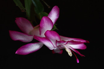 Картинка декабристы цветы кактусы зигокактусы зима комнатные красота нфд дома шлюмбергера