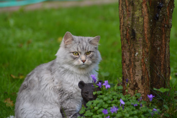 Картинка животные коты природа цветы пушистик травка киса