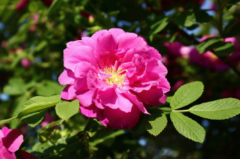 Картинка цветы шиповник дикая роза июнь лето солнце цветение цк