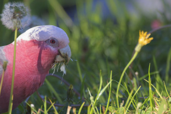 Картинка животные попугаи перья попугай забавный птица цвет