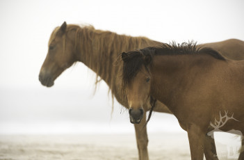 Картинка животные лошади лошадь окрас грива хвост