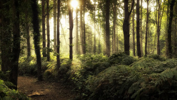 Картинка природа лес дорога свет