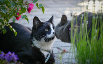Картинка животные коты двое ошейник растения цветы нюхает