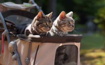 Картинка животные коты коляска ошейник двое