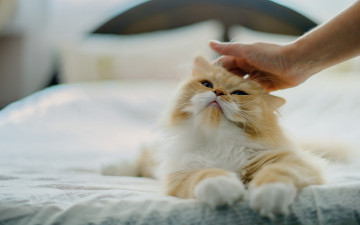 Картинка животные коты отдых кровать ласка рука морда