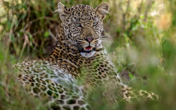 Картинка животные леопарды растения отдых