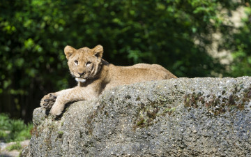 Картинка животные львы львенок камень деревья