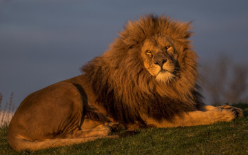 Картинка животные львы отдых трава растения