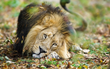 Картинка животные львы отдых взгляд листва трава