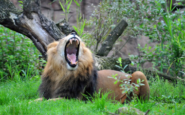 Картинка животные львы растения трава открытая пасть