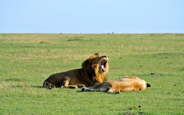 обоя животные, львы, самец, самка, открытая, пасть, трава