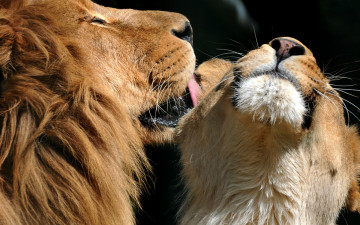 обоя животные, львы, самка, ласка, самец