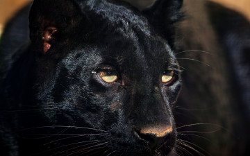 Картинка животные пантеры морда черный цвет