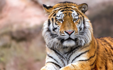 Картинка животные тигры морда профиль взгляд