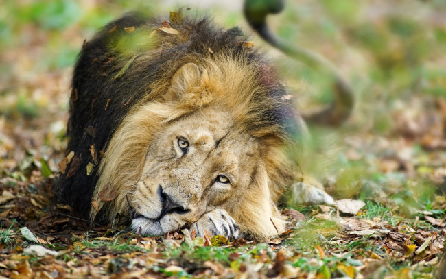 Обои картинки фото животные, львы, отдых, взгляд, листва, трава
