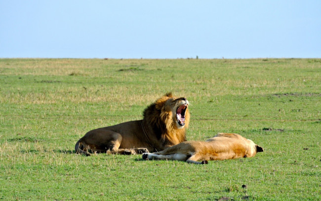 Обои картинки фото животные, львы, самец, самка, открытая, пасть, трава