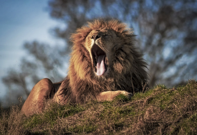 Обои картинки фото животные, львы, зевает, отдых, трава, дерево, растения