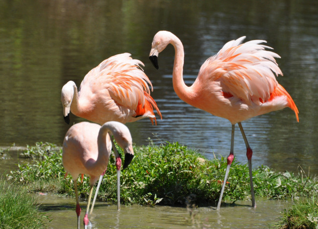 Обои картинки фото животные, фламинго, много, розовый, вода, природа