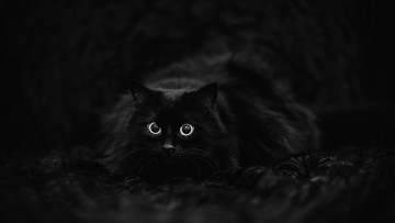 Картинка животные коты черный кот
