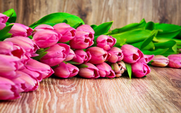 Картинка цветы тюльпаны розовые листья