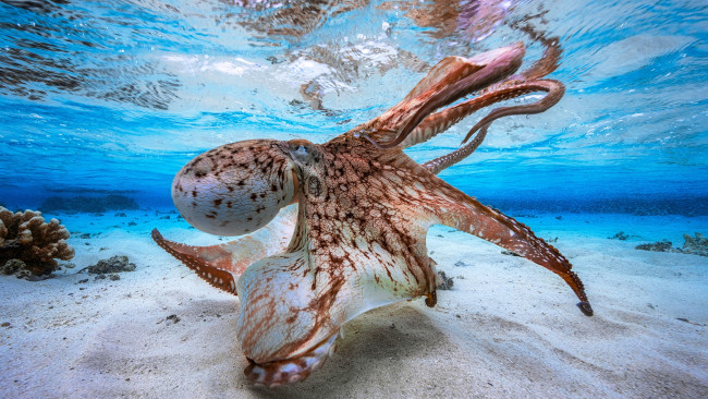 Обои картинки фото животные, морская фауна, осьминог