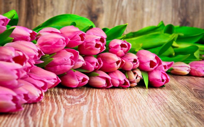 Обои картинки фото цветы, тюльпаны, розовые, листья