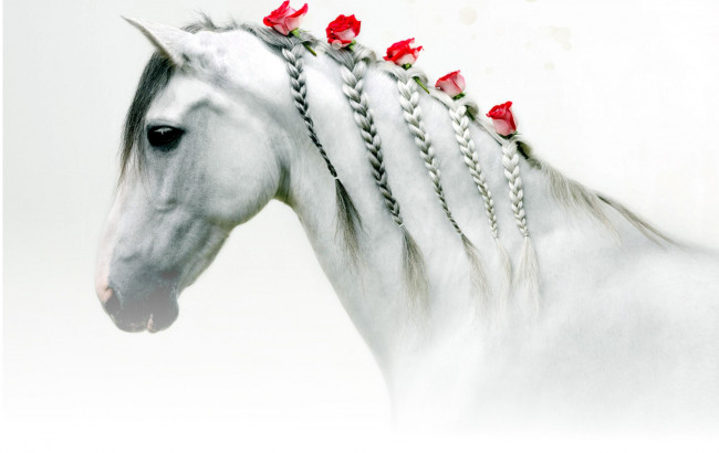 Обои картинки фото животные, лошади, розы, цветы, косички, голова, белая, лошадь