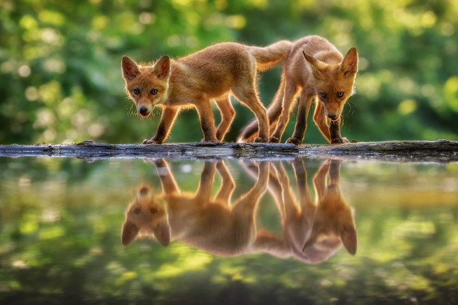 Обои картинки фото животные, лисы, лисята
