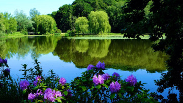 Картинка природа реки озера пруд парк рододендроны