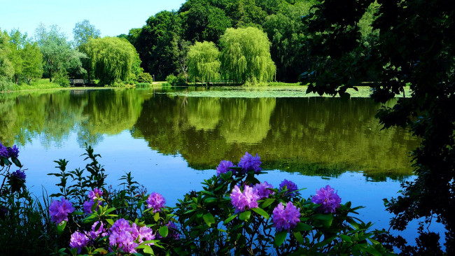 Обои картинки фото природа, реки, озера, пруд, парк, рододендроны