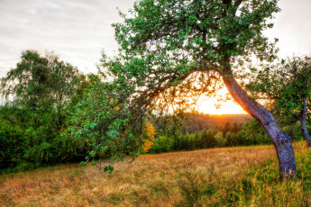 Картинка природа деревья поле рассвет