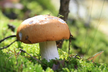 Картинка природа грибы лес осень растение
