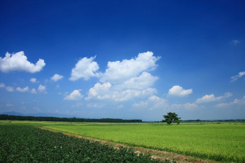 Картинка природа поля дерево облака поле