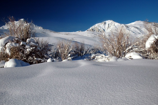 Обои картинки фото природа, зима, горы, кусты, снег