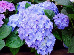 Картинка цветы гортензия фиолетовый крупным планом