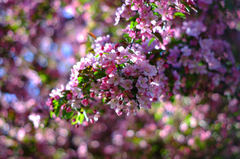 Картинка цветы цветущие+деревья+ +кустарники цветочки листики ветка нежно цветение