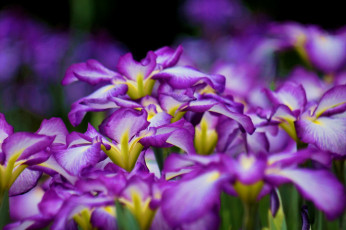 Картинка цветы ирисы цветение ирис лепестки фиолетовый