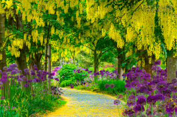 Картинка цветы разные+вместе глициния алея парк wisteria alley flowers park