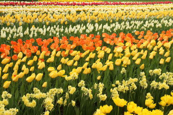 Картинка цветы разные+вместе нарциссы белые тюльпаны цветение лепестки оранжевые желтые