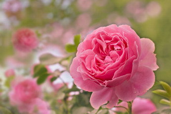 Картинка цветы розы petals bud rose blossoms leaves цветение листья лепестки бутон роза