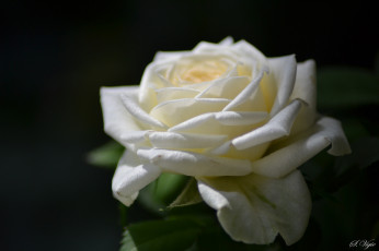 Картинка цветы розы роза розовая листья лепестки цветение