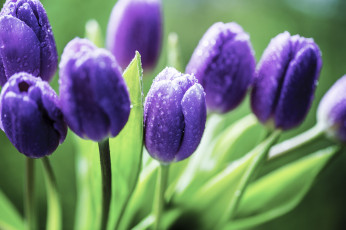 Картинка цветы тюльпаны бутоны фиолетовые капли цветение лепестки