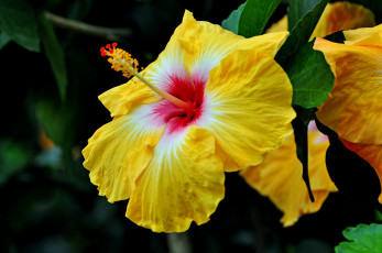 Картинка цветы гибискусы тычинки цветение ярко лепестки гибискус листики