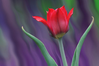 Картинка цветы тюльпаны бутоны цветение лепестки капли