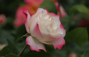 Картинка цветы розы лепестки розовая бутон роза цветение