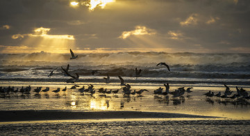Картинка животные Чайки +бакланы +крачки птицы чайки море берег пляж волны небо лучи свет