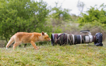 Картинка животные лисы лис камера