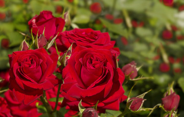 Картинка цветы розы цветение нежность яркость лепестки бутон листья роза
