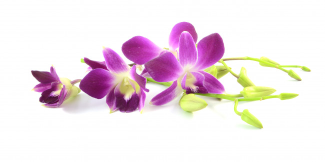 Обои картинки фото цветы, орхидеи, белый, фон, сиреневая, лепестки, цветение